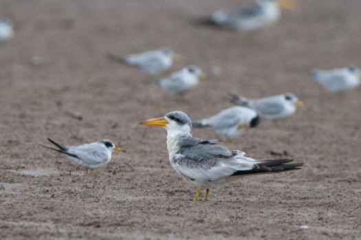 Large-billed and Yellow-billed Terns in Cuyabeno Reserve